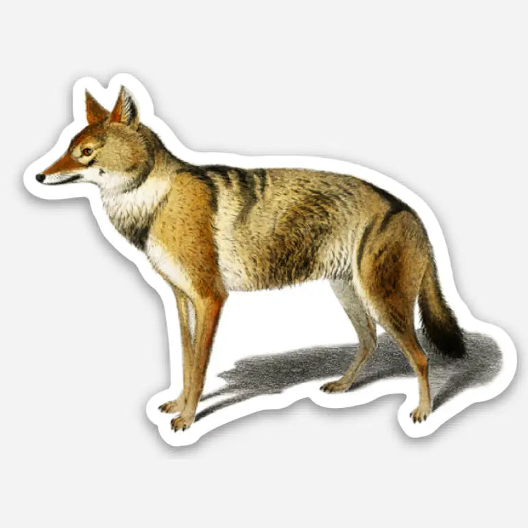 Jackal Sticker Gap Filler Sticker - Skeptical Jackal – Duly Noted Stationery