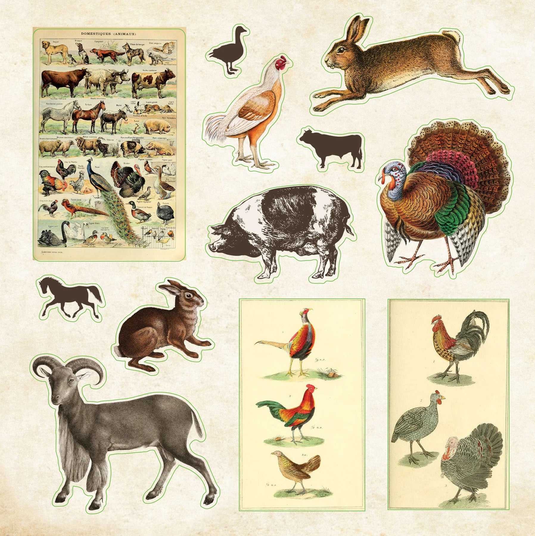 Sticker Book - Zoological Ephemera