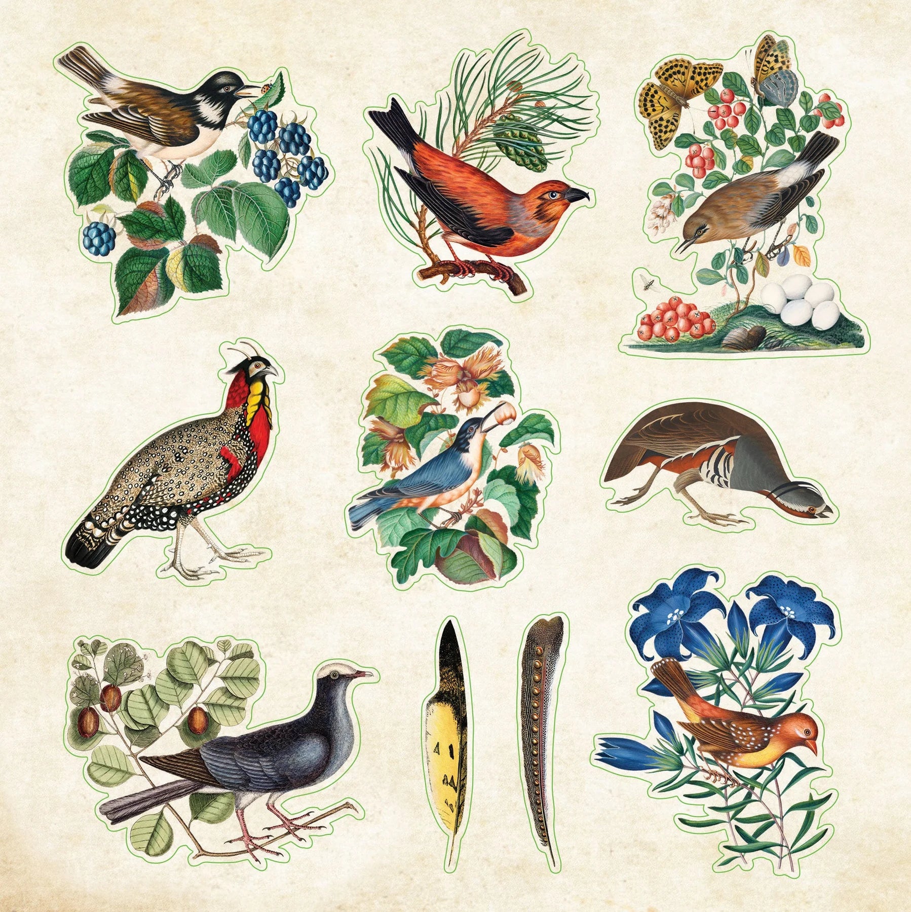 Sticker Book - Zoological Ephemera