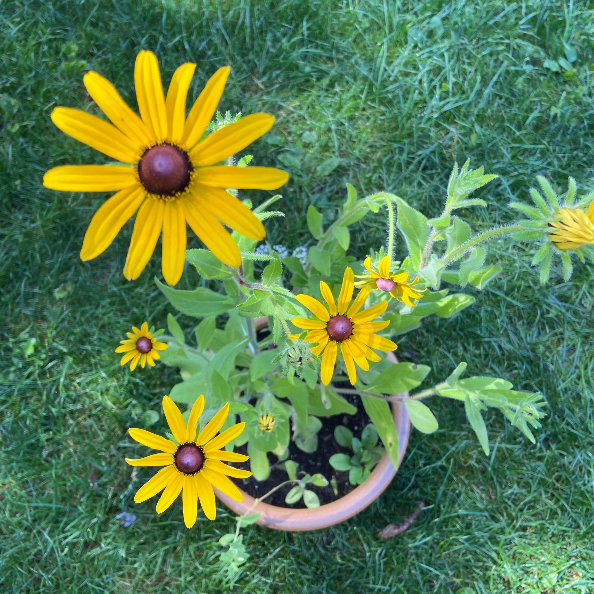 Jill + Jack Plantable Greeting Card - Warm Hospitality