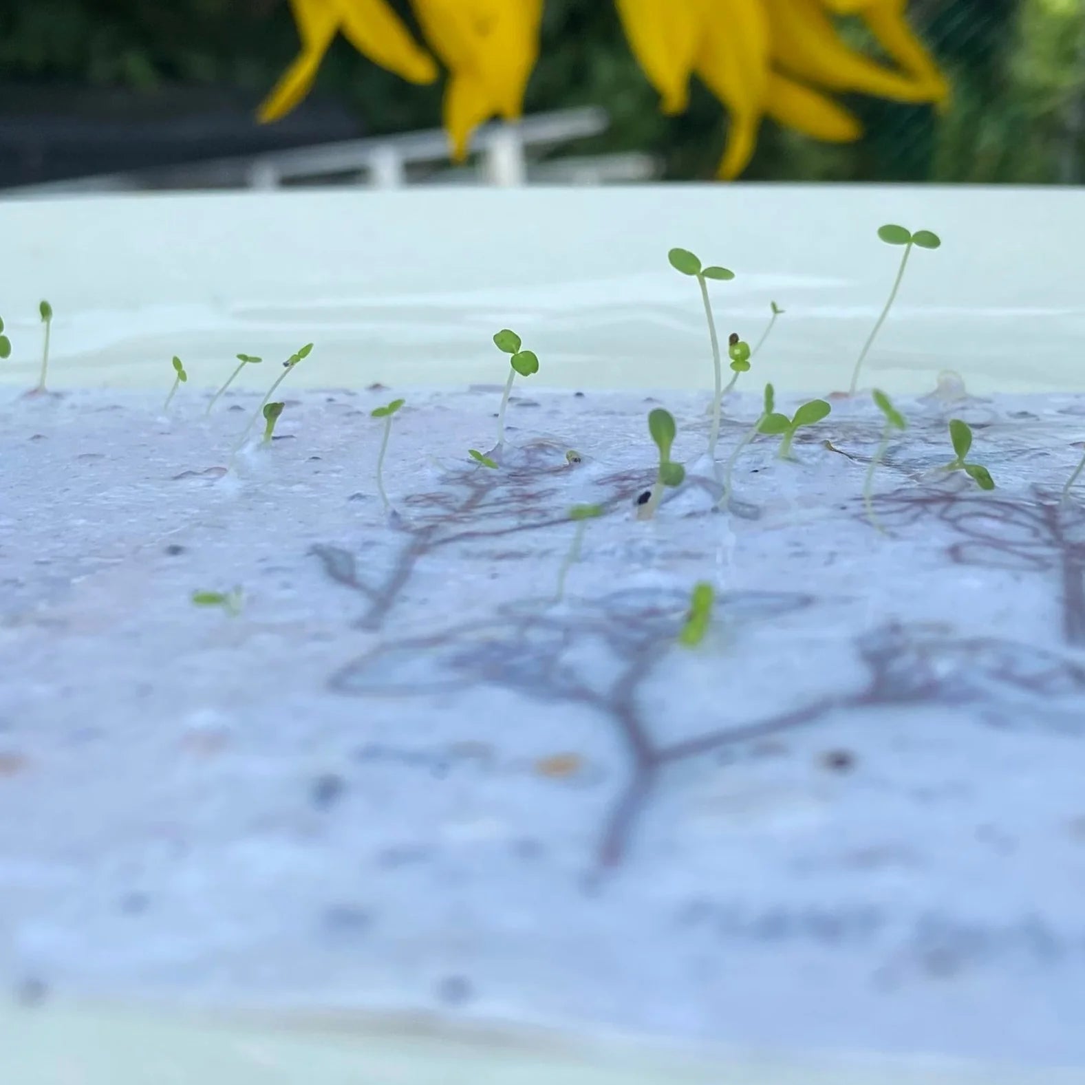 Jill + Jack Plantable Greeting Card - Warm Hospitality