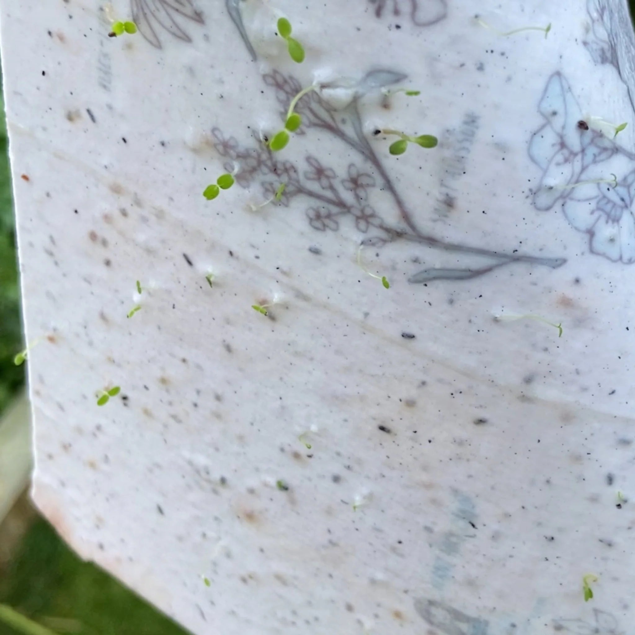 Jill + Jack Plantable Greeting Card - Celebrate