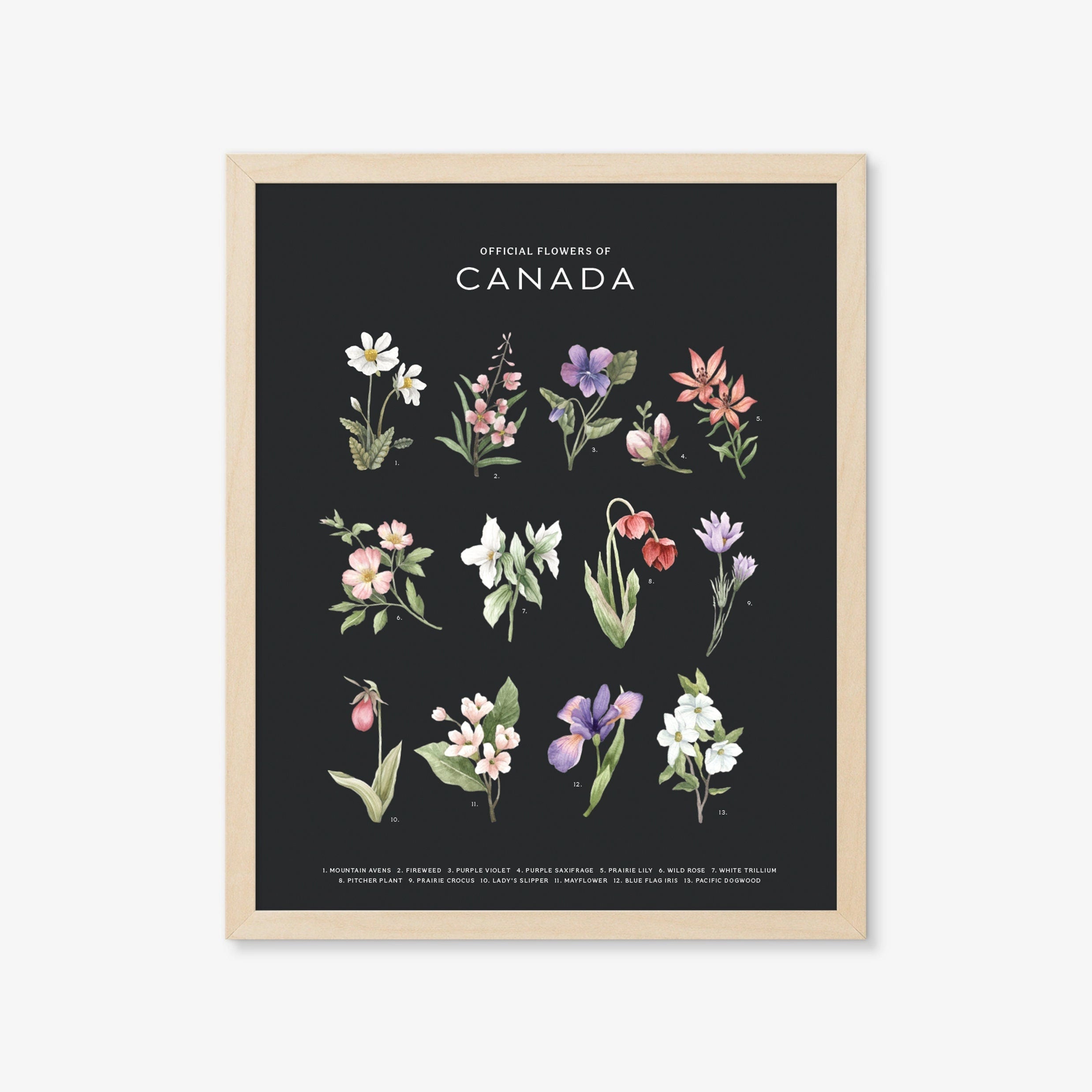 Natasha Vanderburg Co. Art Print - Official Flowers of Canada