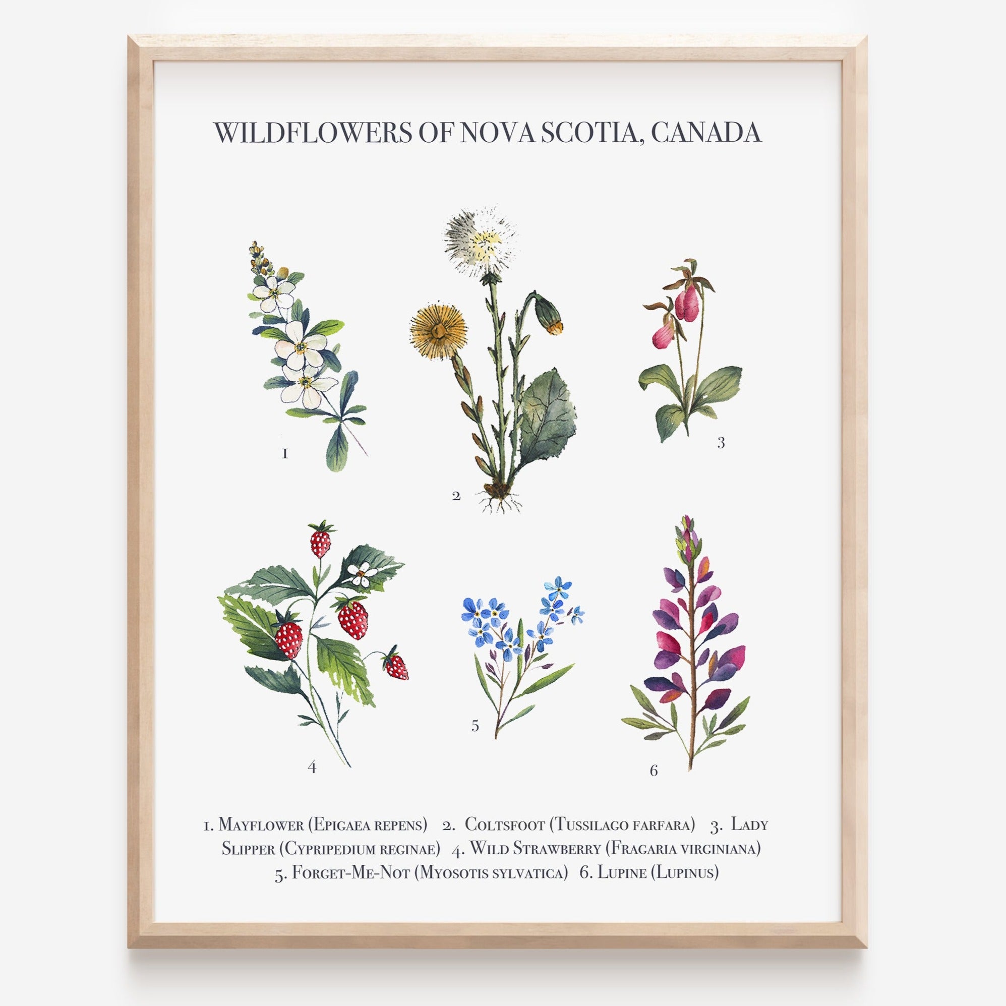 Janna Wilton Art Print - Wildflowers of NS 8x10