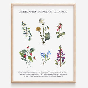 Janna Wilton Art Print - Wildflowers of NS 8x10