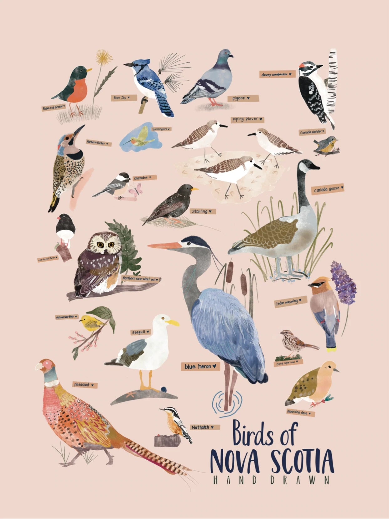 Poplar Paper Co. Poster - Birds Of Nova Scotia